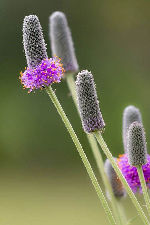 Eurobogen - Project evaluation